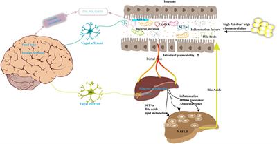 Gut microbiota–mitochondrial inter-talk in non-alcoholic fatty liver disease
